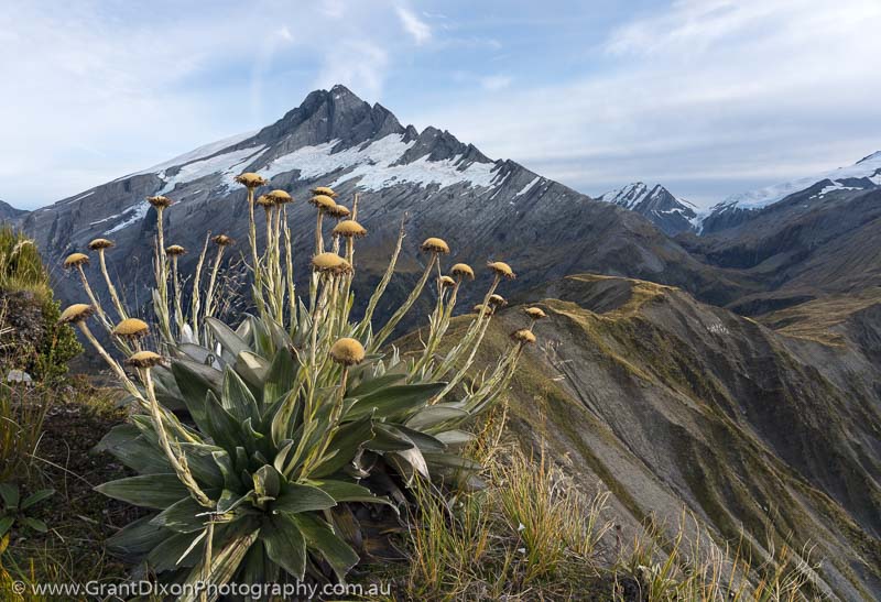 image of Mt Hooker daisies
